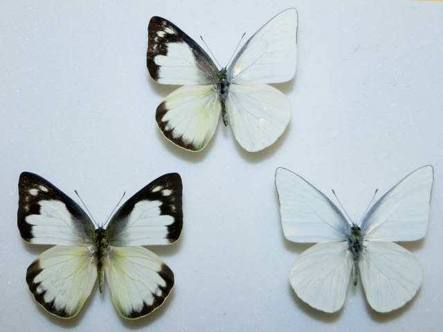 Appias albina semperi (philippines) (Internet Image property of respective owner, non-commercial use only)
